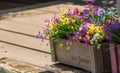 Flowers in a crate Royalty Free Stock Photo