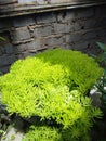 Flowers creep in the pit The bright green one is really beautiful And elegant