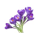 Flowers of crocus isolated on white. Royalty Free Stock Photo