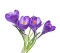Flowers of crocus isolated on white. Royalty Free Stock Photo