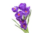 Flowers of crocus isolated on white. Royalty Free Stock Photo