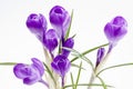 flowers of crocus isolated on white background Royalty Free Stock Photo