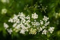 Flowers of cumin, Cuminum cyminum Royalty Free Stock Photo