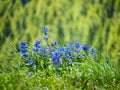 Flowers in Custer State Park South Dakota USA Royalty Free Stock Photo