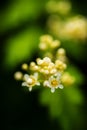 Cutleaf stefanandra, lace shrub in the summer Royalty Free Stock Photo