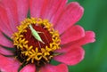 Macro photo of pink flower cynic. Summer beautiful flower.