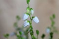 Flowers of Daboecia cantabrica