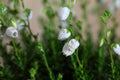 Flowers of Daboecia cantabrica