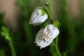 Flowers of Daboecia cantabrica Royalty Free Stock Photo