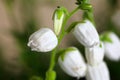 Flowers of Daboecia cantabrica Royalty Free Stock Photo