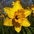 Flowers daffodil garden spring yellow light nature Donostia San SebastiÃ¡n basque country