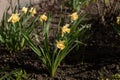 Flowers daffodils Narcissus blooming in the flower bed in early spring. Yellow daffodils. Royalty Free Stock Photo