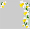 flowers, daffodils, a variety of early flowers beauty, love, tenderness