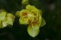 Flowers daffodils yellow and white. Spring flowering bulb plants in the flowerbed. Selective focus Royalty Free Stock Photo