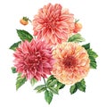 Flowers, Dahlia flower on white background, watercolor botanical illustration. Flor design Royalty Free Stock Photo