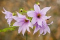 Flowers of Dahlia imperialis, bell tree dalia. Royalty Free Stock Photo