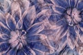 Flowers dahlias gray-blue-pink. flowers background. floral collage. abstract composition. Royalty Free Stock Photo