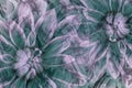 Flowers dahlias white-turquoise-pink. flowers background. floral collage. abstract composition.