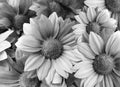 Flowers Daisies black-white. close-up. floral collage. Spring composition. Royalty Free Stock Photo