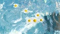 flowers of daisies on a blue water surface Royalty Free Stock Photo