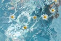 flowers of daisies on a blue water surface. splashes, waves and drops in the pool. summer mood, beautiful creative festive Royalty Free Stock Photo