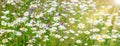 Flowers daisies on field