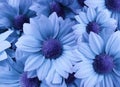 Flowers Daisies light blue. close-up. floral collage. Spring composition.