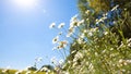 Flowers daisy close-up on a background of blue sky outdoors in nature. Natural beautiful colorful bright summer pastoral