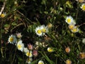 Flowers daisy, it is spring finally Royalty Free Stock Photo