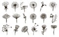 Flowers dandelion sketch, vintage doodle dandelions seeds fly. Hand drawn floral graphic, abstract summer spring art