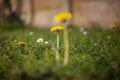 Flowers dandelion spring bokeh Royalty Free Stock Photo