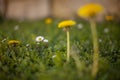 Flowers dandelion spring bokeh Royalty Free Stock Photo