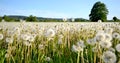 Meadow vintage panorama flowers dandelion sunset mood Royalty Free Stock Photo