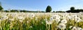 Meadow vintage panorama flowers dandelion sunset mood Royalty Free Stock Photo