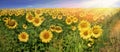 sunflowers vintage panorama flowers dandelion sunset mood Royalty Free Stock Photo