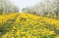 Flowers dandelions, background, cherry orchard in spring, Royalty Free Stock Photo