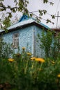 flowers dandelions in front of an old blue village house, bottom view, blur Royalty Free Stock Photo