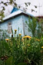 flowers dandelions in front of an old blue village house, bottom view, blur Royalty Free Stock Photo