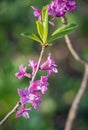 Flowers of Daphne mezereum commonly known as spurge olive Royalty Free Stock Photo