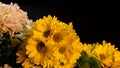 Flowers on a dark background