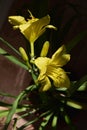 Flowers of day lily with yellow petals in sunny summer day. Small urban garden on the balcony with blooming plants in pots Royalty Free Stock Photo