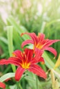 Flowers of daylilies Royalty Free Stock Photo