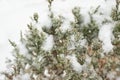 Flowers of a deciduous grass, bushes covered with ice crust after freezing rain Royalty Free Stock Photo