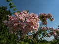 Flowers of ornamental plant Beauty bush - Linnaea amabilis (Kolkwitzia amabilis) blooming in late