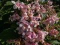 Flowers of ornamental plant Beauty bush - Linnaea amabilis (Kolkwitzia amabilis) blooming in late