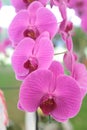 Orchid pink vanda Royalty Free Stock Photo