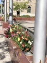 Flowers decorating a downtown street