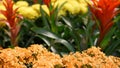 Flowers decoration for Chinese New Year. Red yellow ornamental flowerbed from chrysanthemum, hydrangea and guzmania