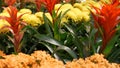 Flowers decoration for Chinese New Year. Red yellow ornamental flowerbed from chrysanthemum, hydrangea and guzmania