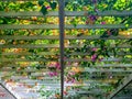 Flowers decoration on wooden pergola roof. Landscape home design background. Royalty Free Stock Photo